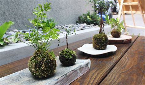 青苔怎麼養|【苔球製作】苔球DIY、澆水頻率、換盆方式... 苔球照。